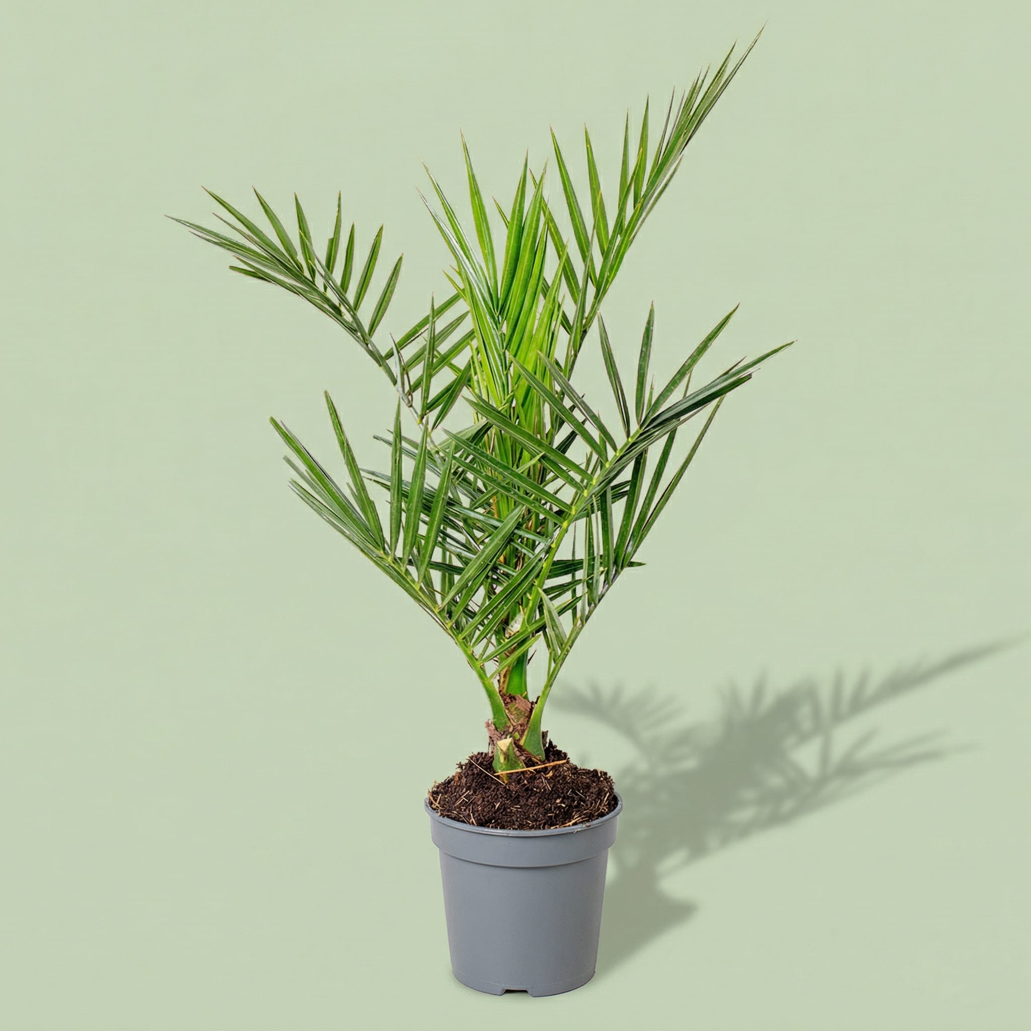Phoenix Canariensis M - plants