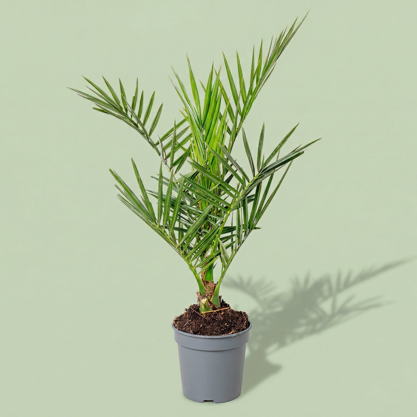 Phoenix Canariensis M - plants