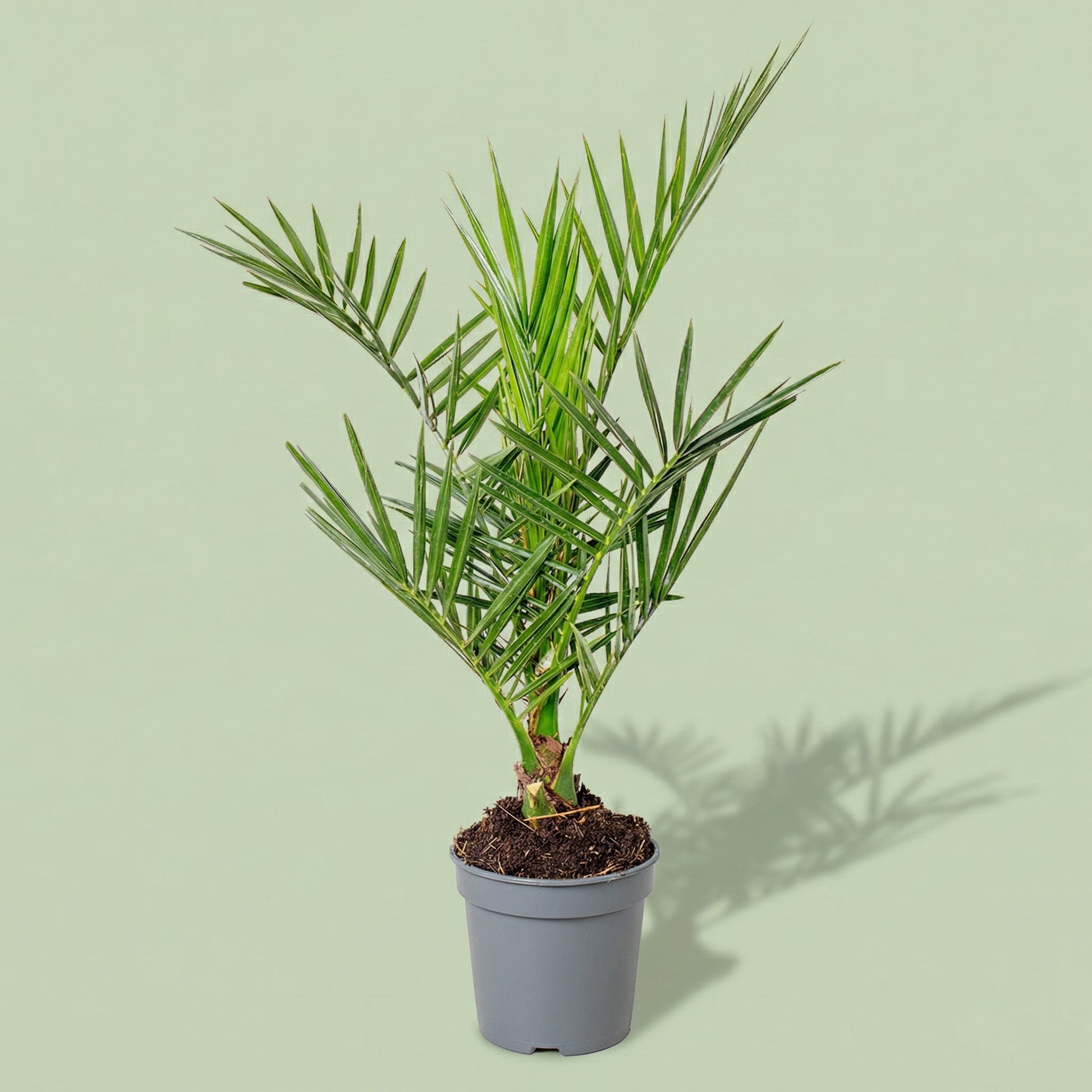 Phoenix Canariensis M - plants