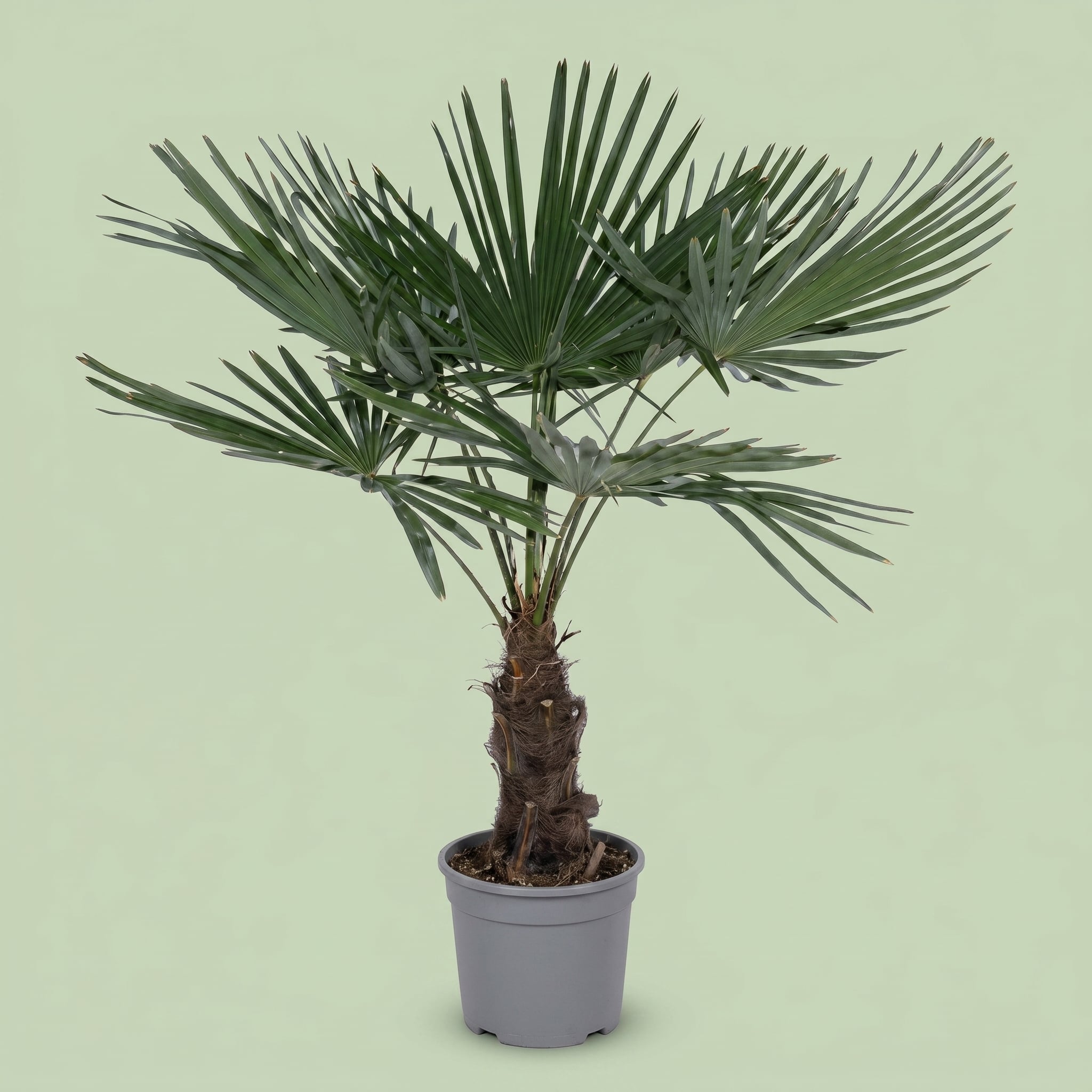Trachycarpus Fortunei