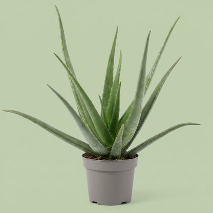 Aloe Vera