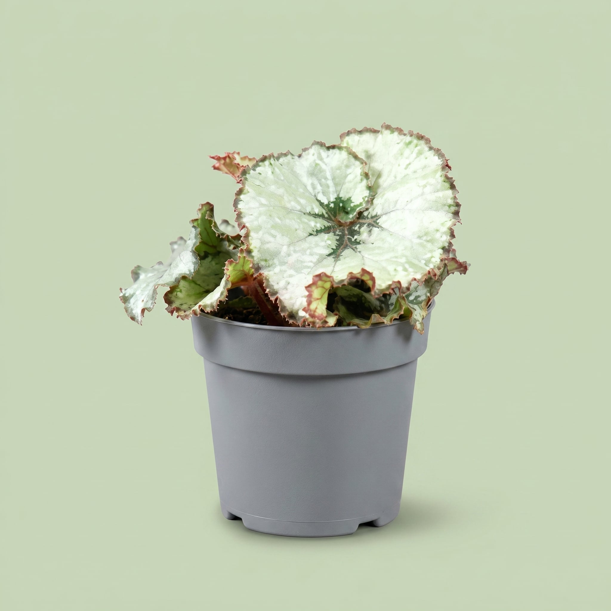 Begonia Rex Escargot