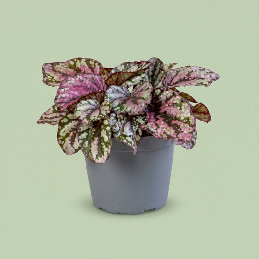 Begonia Rex Hugh McLauchlan