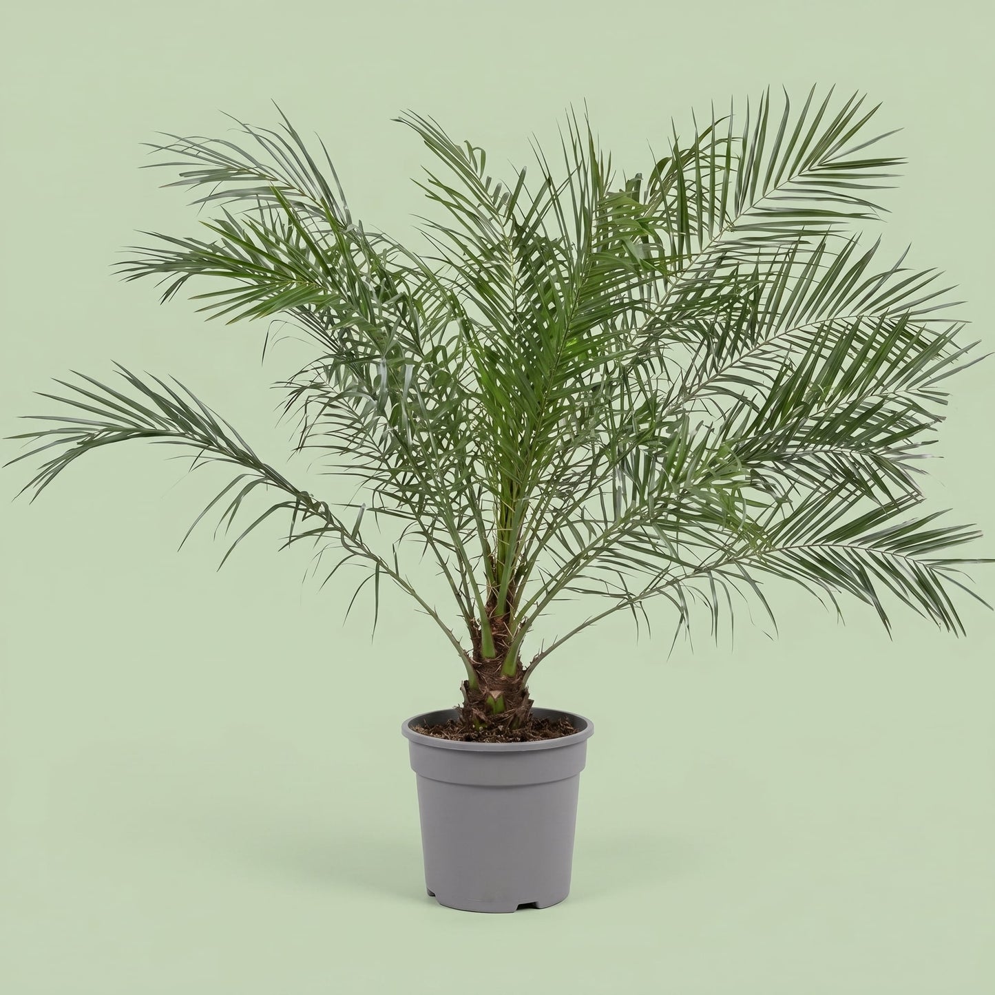 Phoenix Robelenii