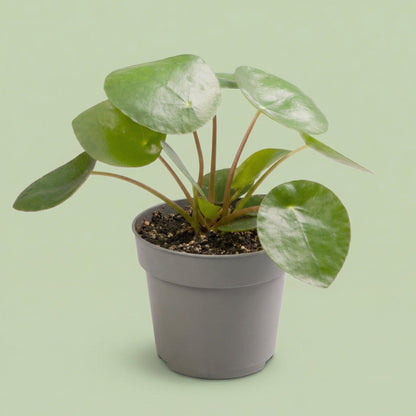 Pilea Peperomioides XS - plants