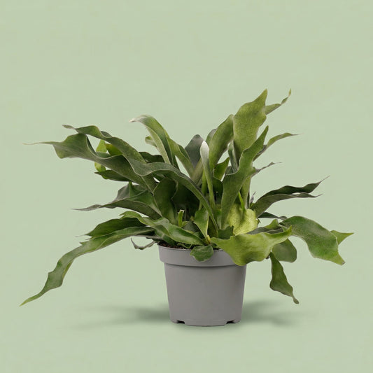 Platycerium Bifurcatum M - plants