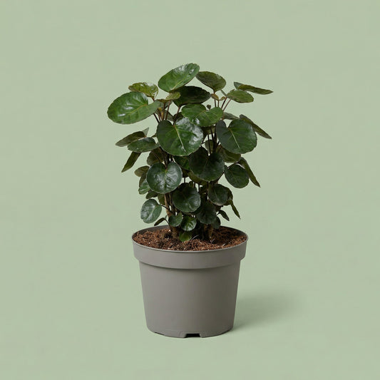 Polyscias Fabian M - plants
