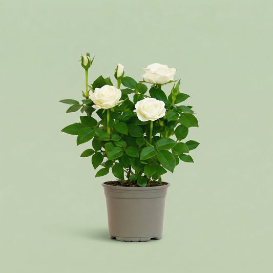 Rosa Alaska Star M - plants