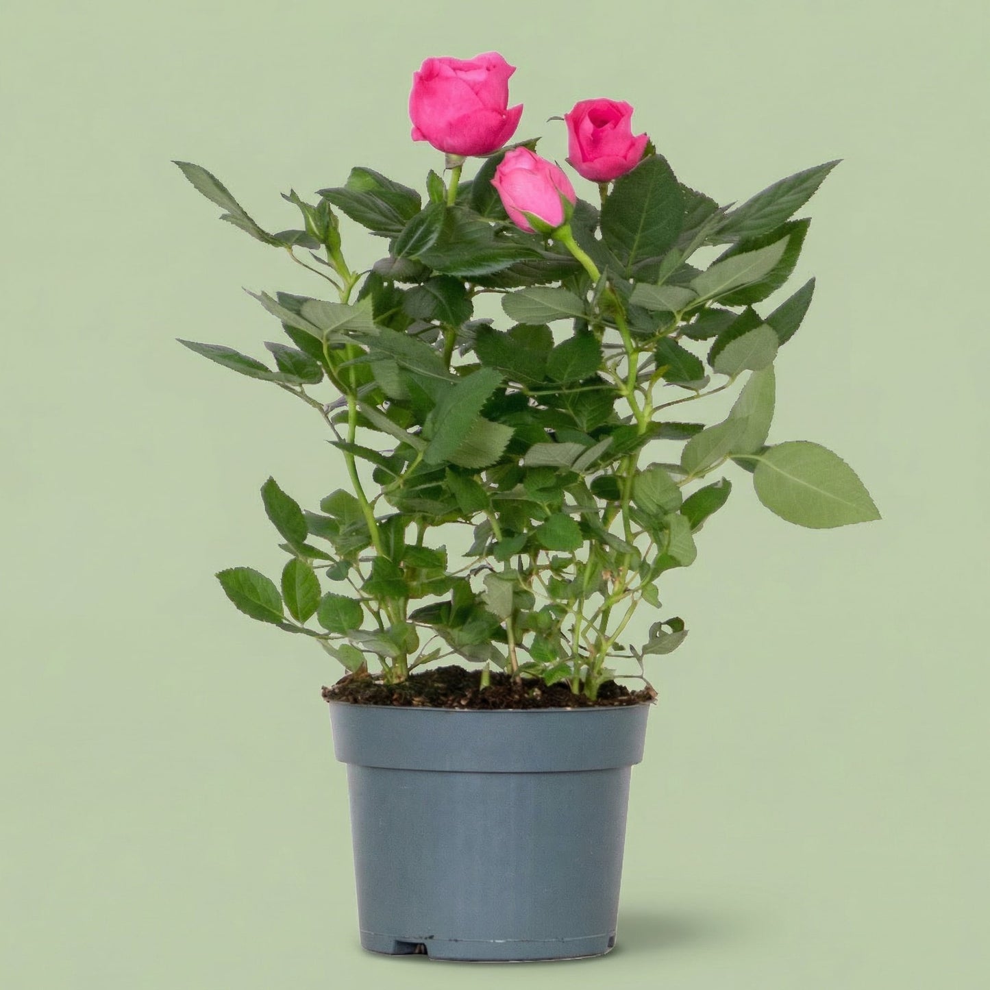 Rosa Amor Star M - plants