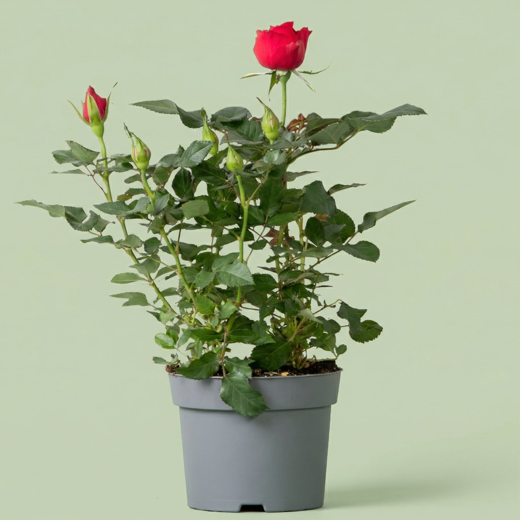 Rosa Chili Star M - plants