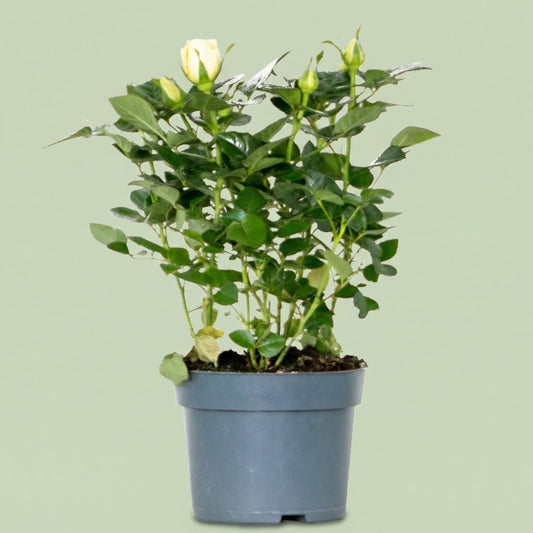 Rosa Shining Star M - plants