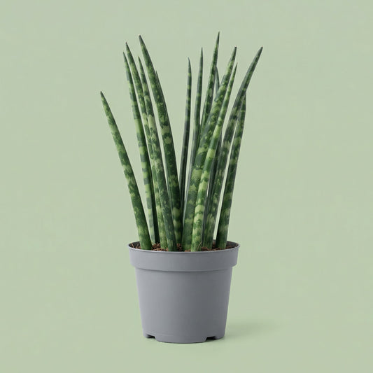 Sansevieria Mikado XS vista 2 - plants