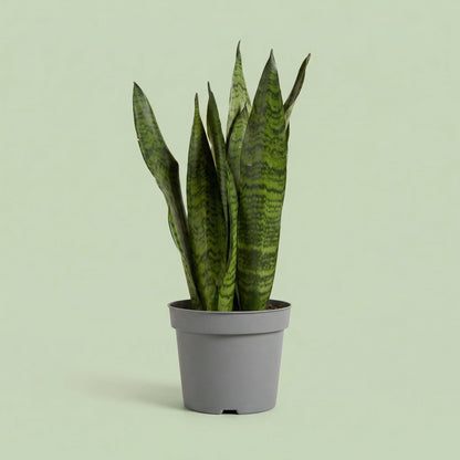 Sansevieria Zeylanica L vista 2 - plants