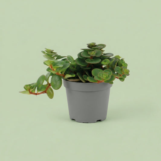 Sedum Tornado XS - plants