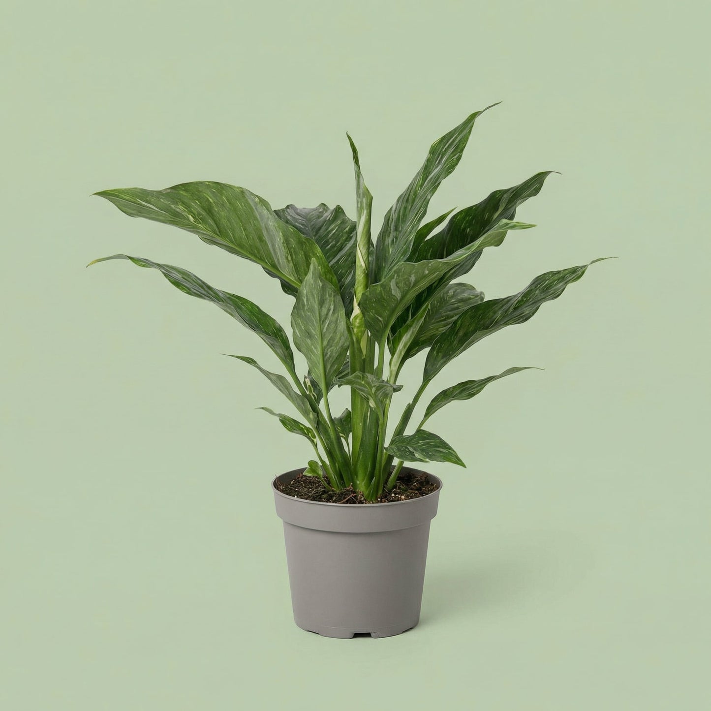 Spathiphyllum Diamond M vista 2 - plants