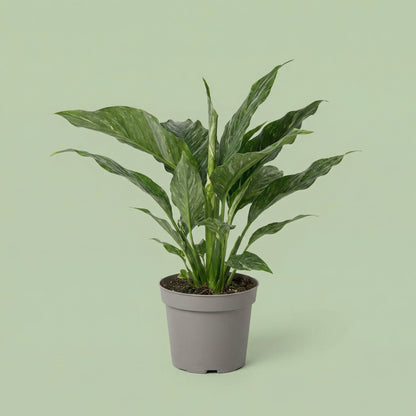 Spathiphyllum Diamond M vista 2 - plants