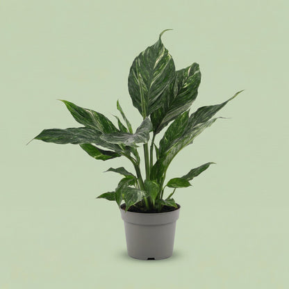 Spathiphyllum Diamond M - plants