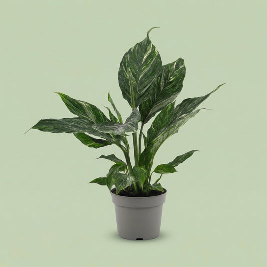 Spathiphyllum Diamond M - plants