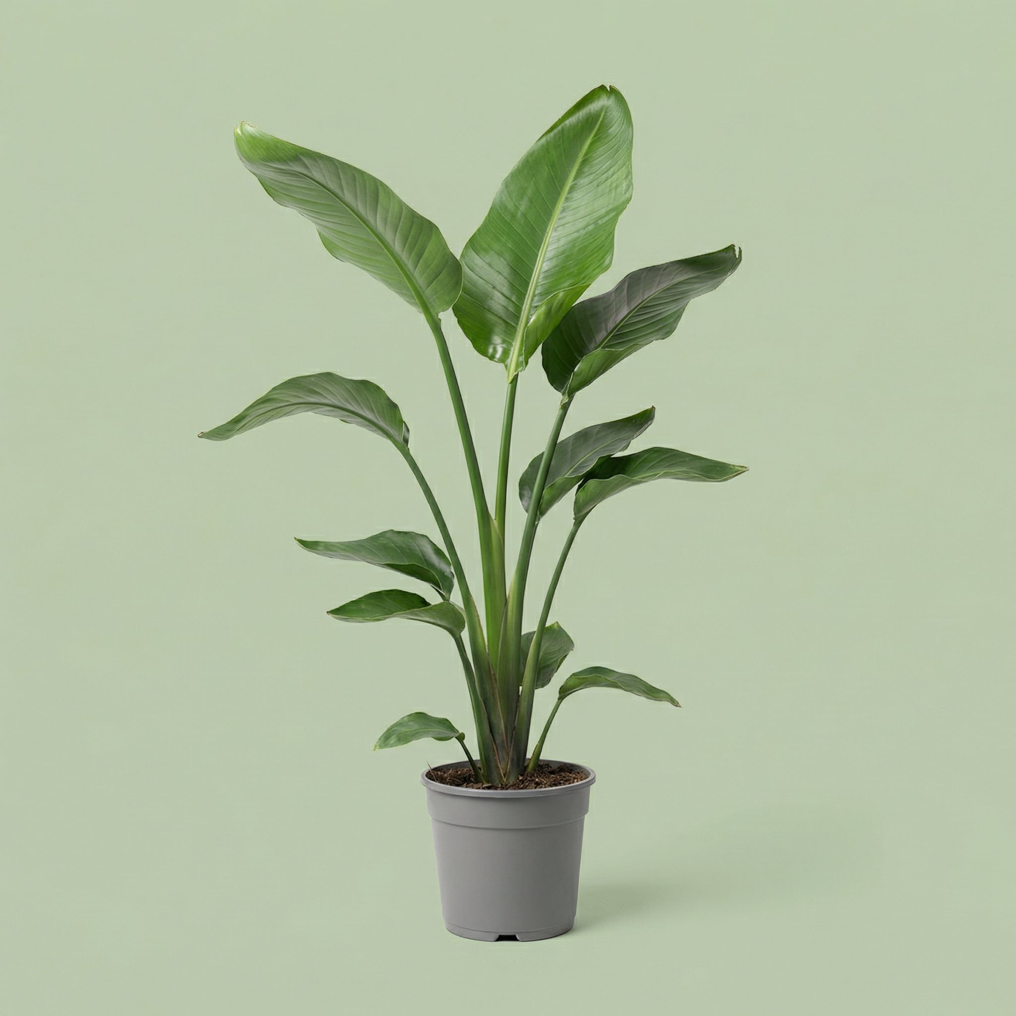 Strelitzia Nicolai L - plants