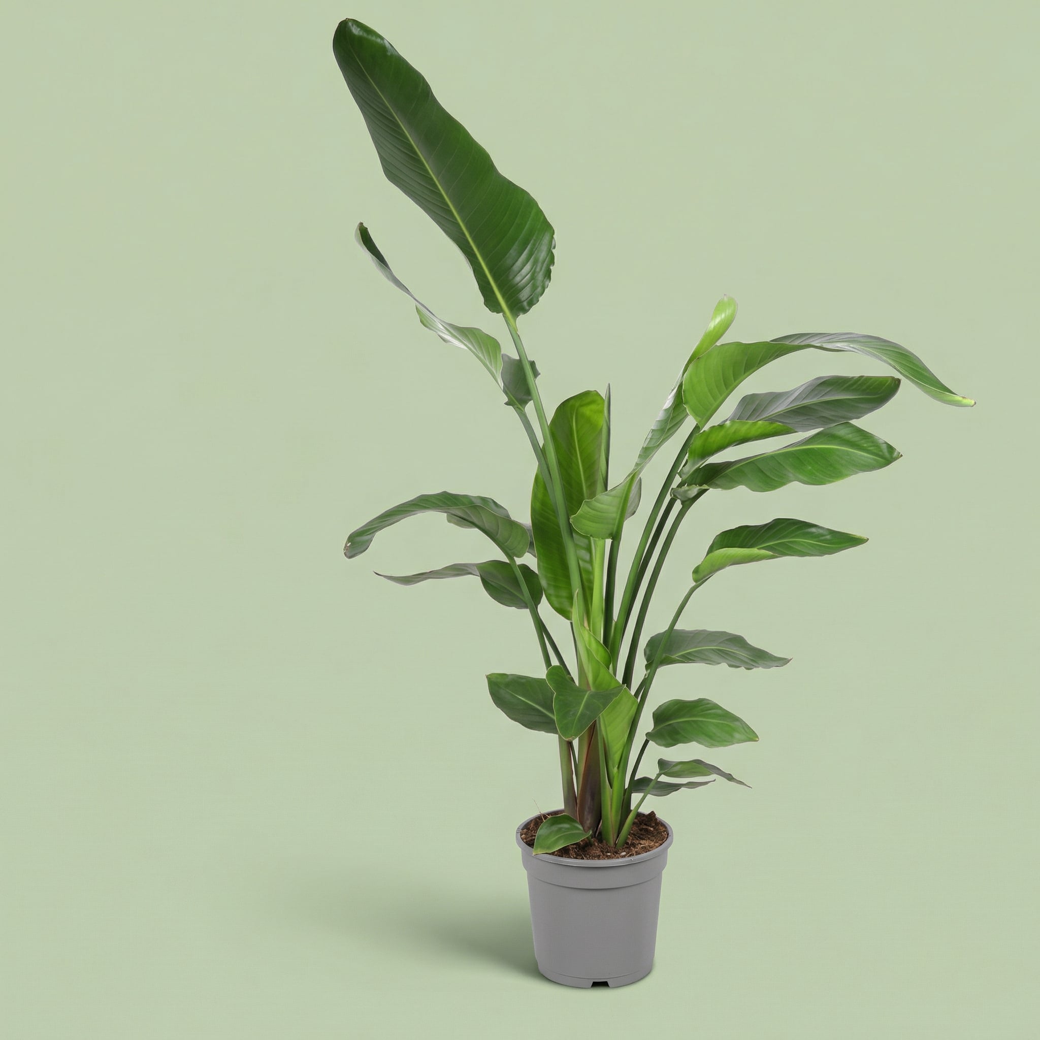 Strelitzia Nicolai XXL - plants