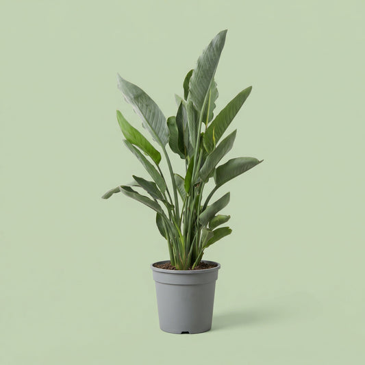 Strelitzia Reginae XL - plants