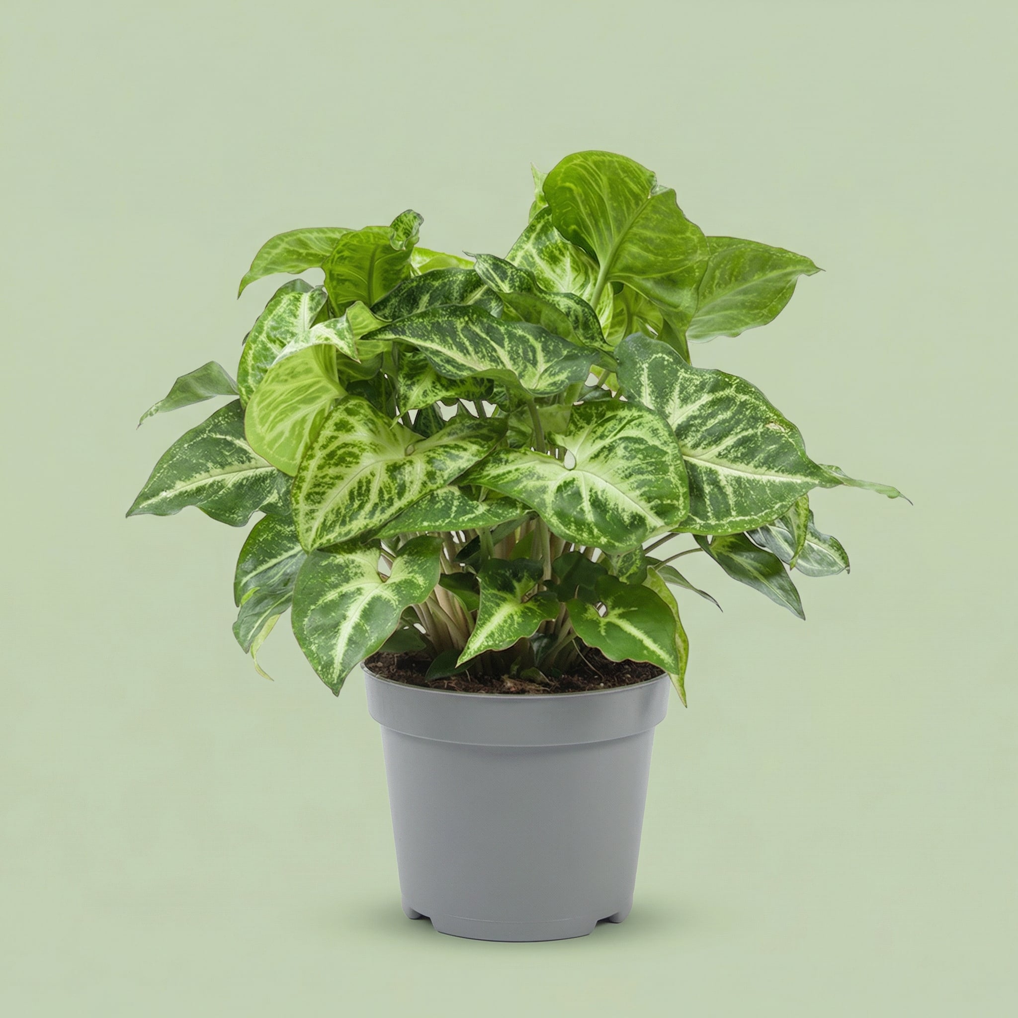 Syngonium Arrow M - plants