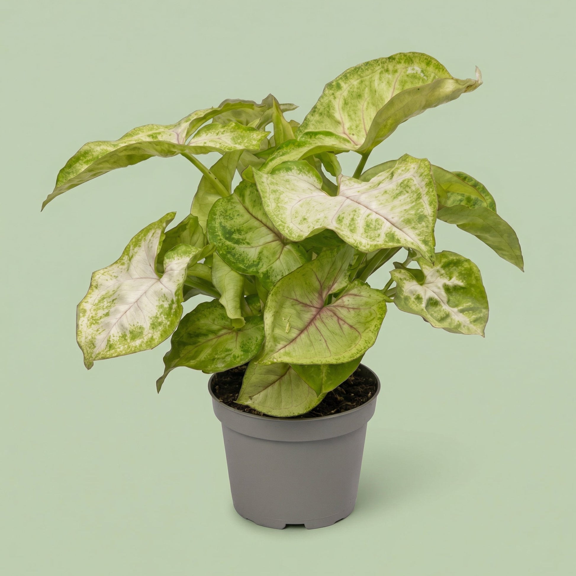 Syngonium Golden S vista 2 - plants