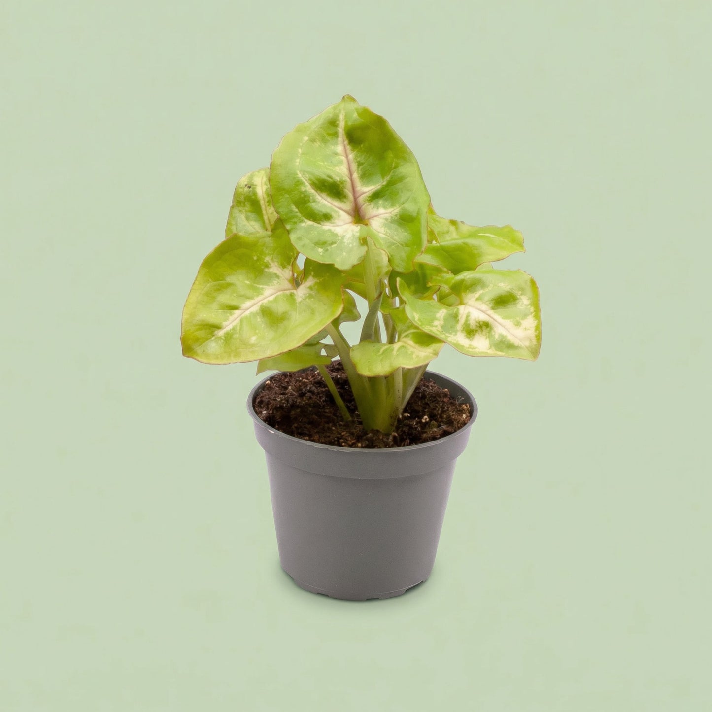 Syngonium Golden S - plants