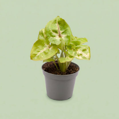 Syngonium Golden S - plants