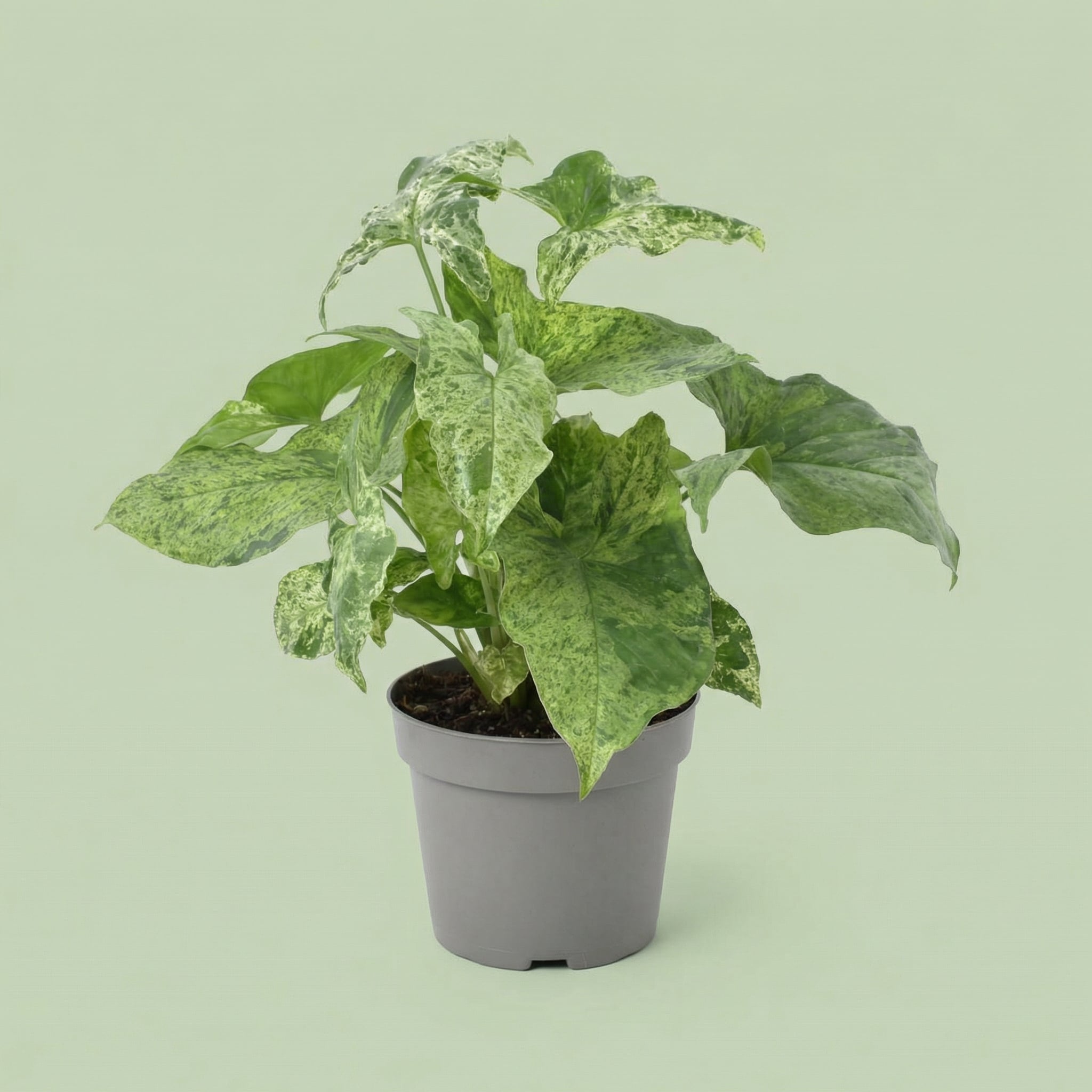 Syngonium Mottled M - plants