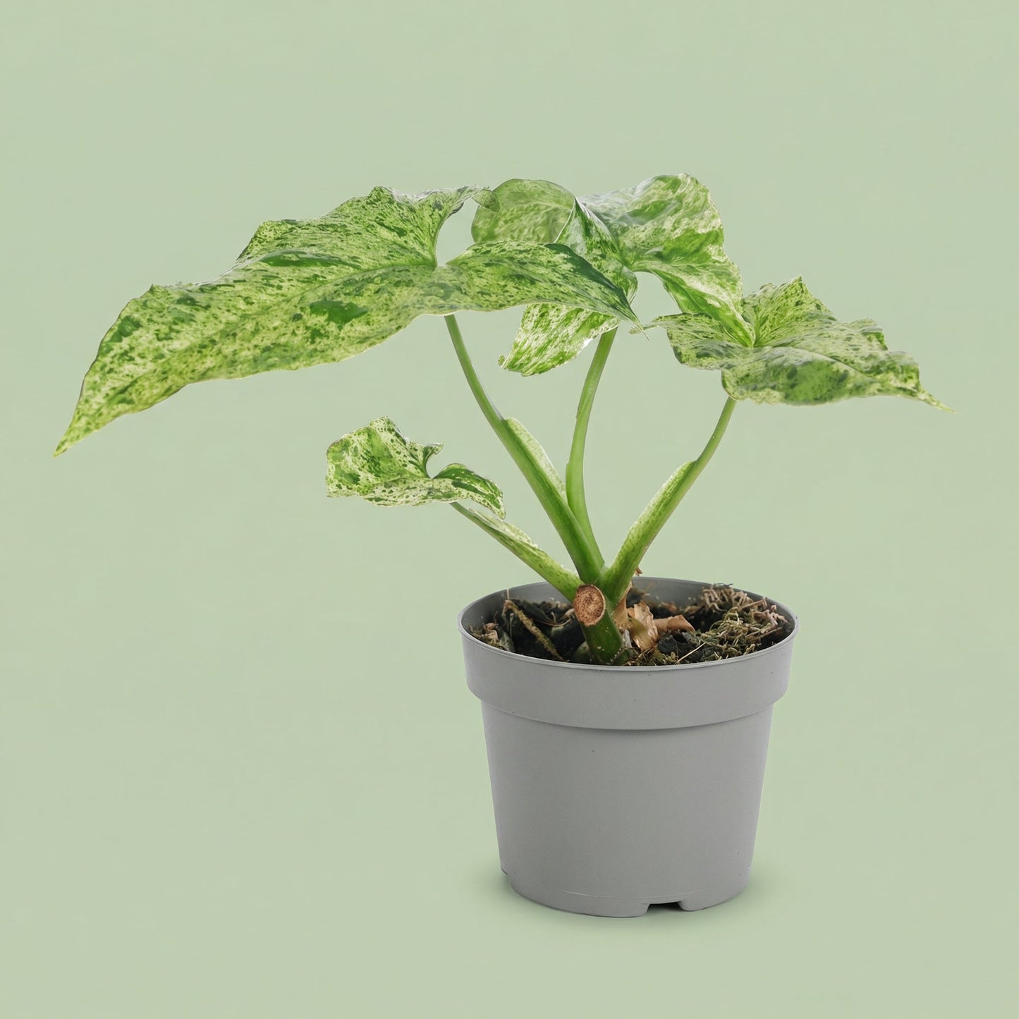Syngonium Mottled XS - plants