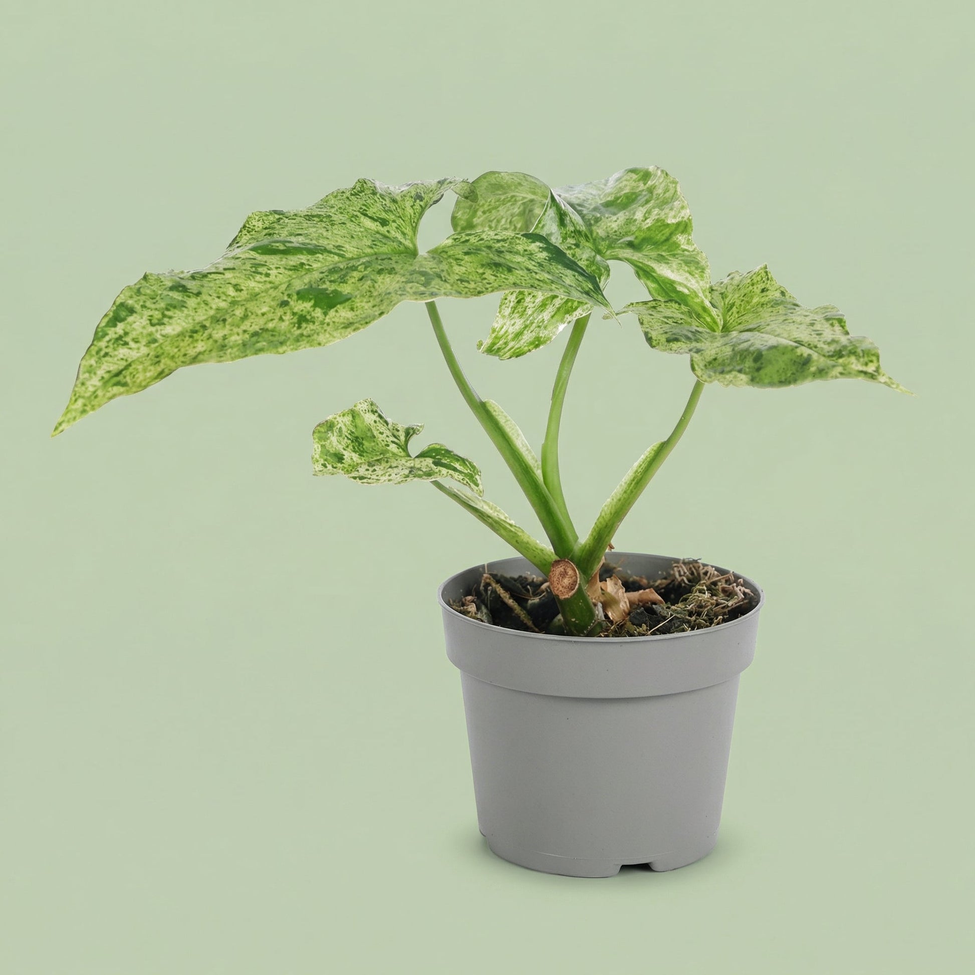 Syngonium Mottled XS - plants