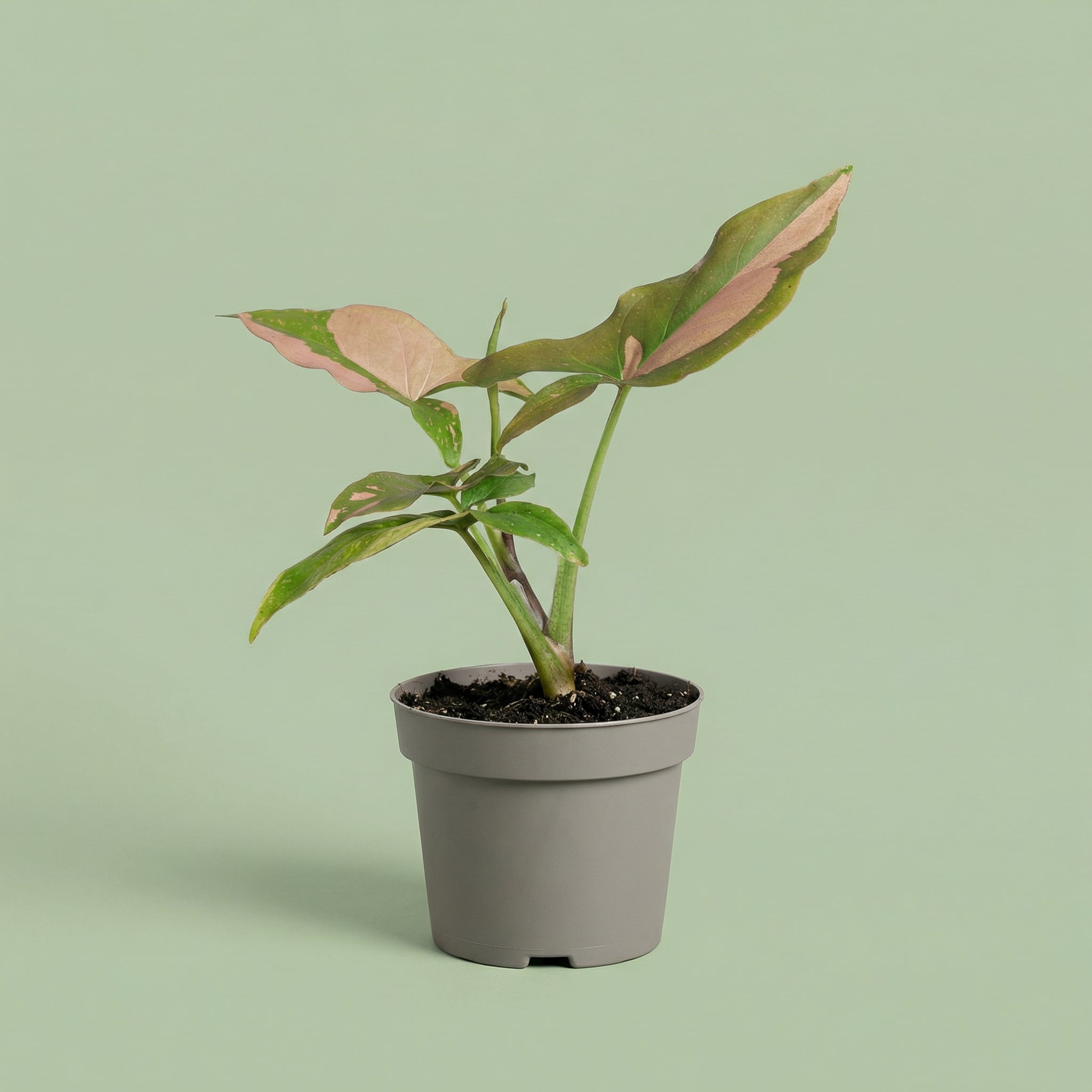 Syngonium Pink Splash XS - plants