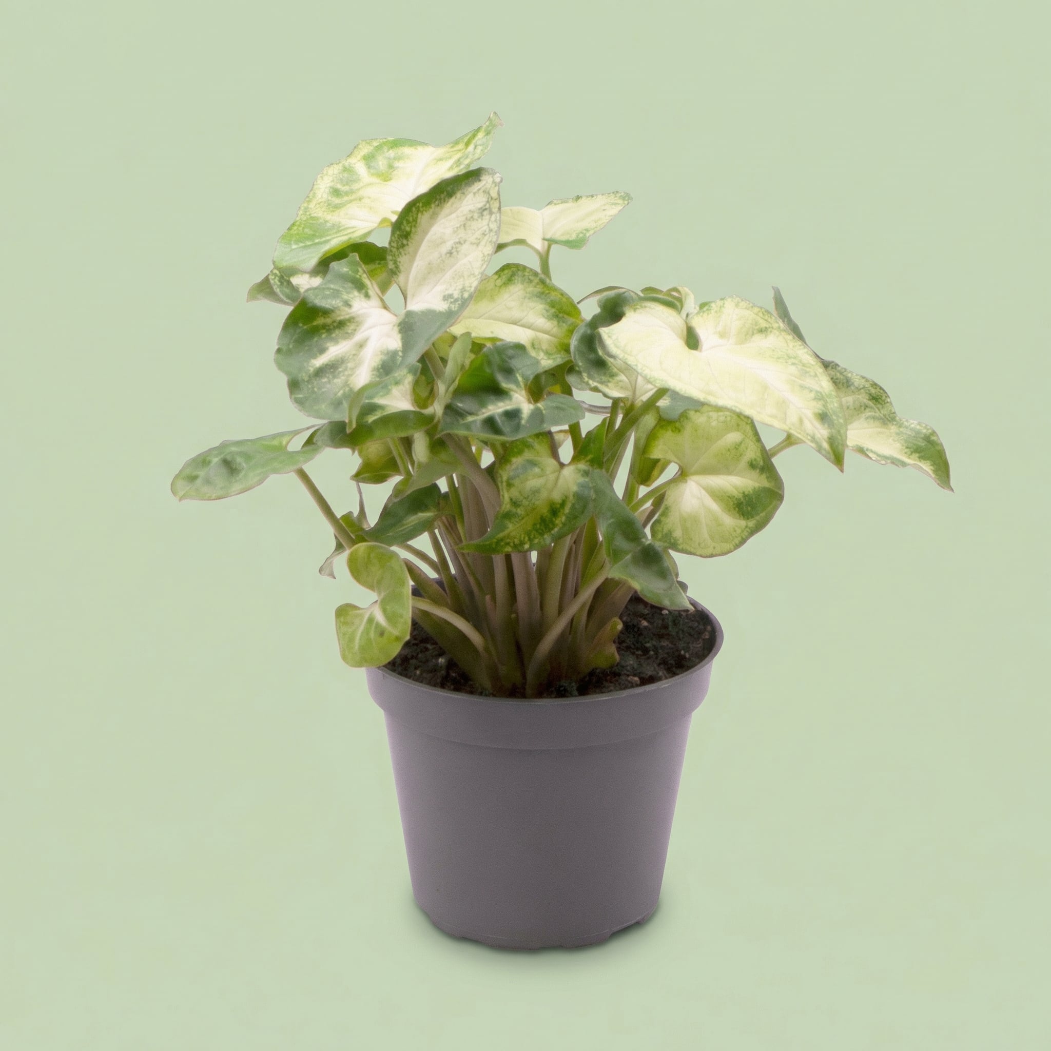 Syngonium Pixie S - plants