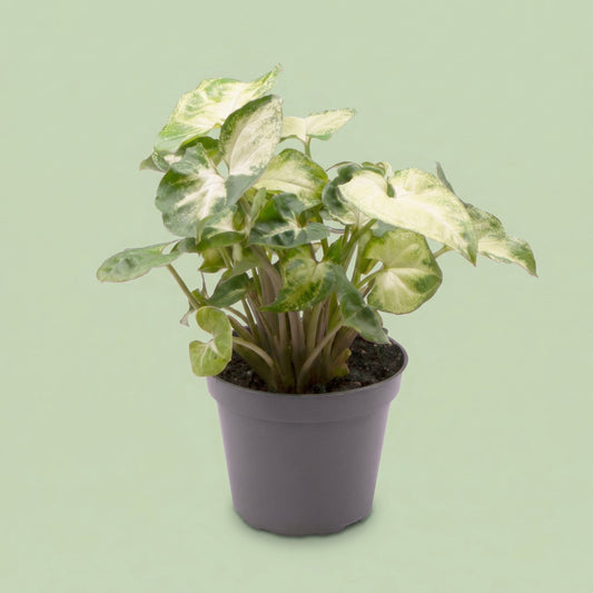 Syngonium Pixie S - plants