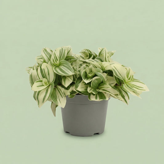 Tradescantia Brightness M - plants