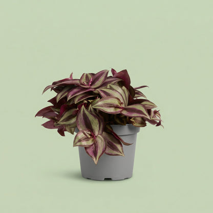 Tradescantia Zebrina Purpusii M - plants