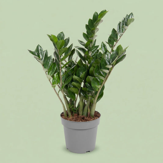 Zamioculcas Zamiifolia L - plants