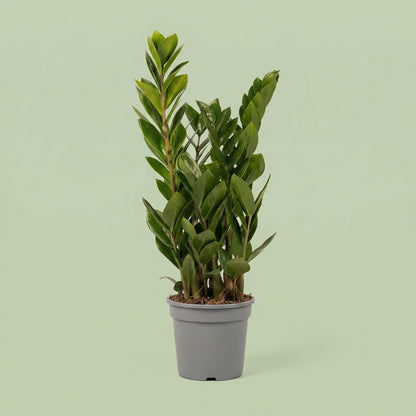 Zamioculcas Zamiifolia M - plants
